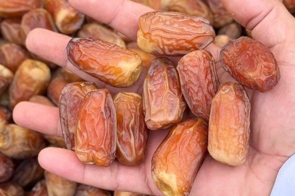 Saudi Premium Dates Producer Seeking Distributors in the Netherlands and Europe
